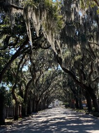 Magnolia street, road to the Fountain of Youth