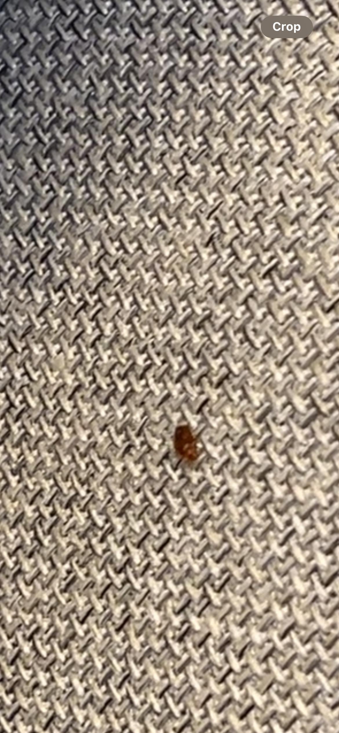 Bed bug on couch 