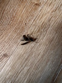 1 of several wasps/hornets killed during my stay.