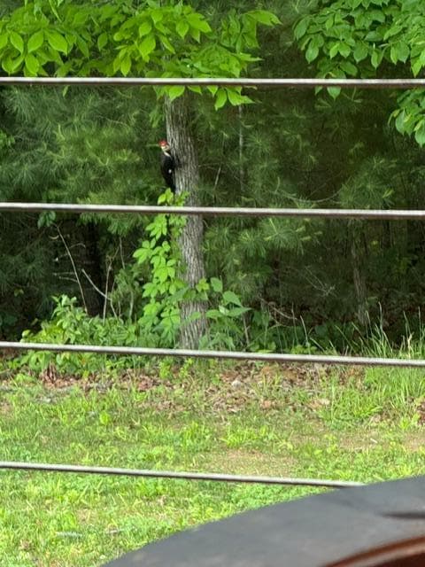 The woodpecker joined us on several days