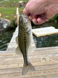 Fish caught from the dock.