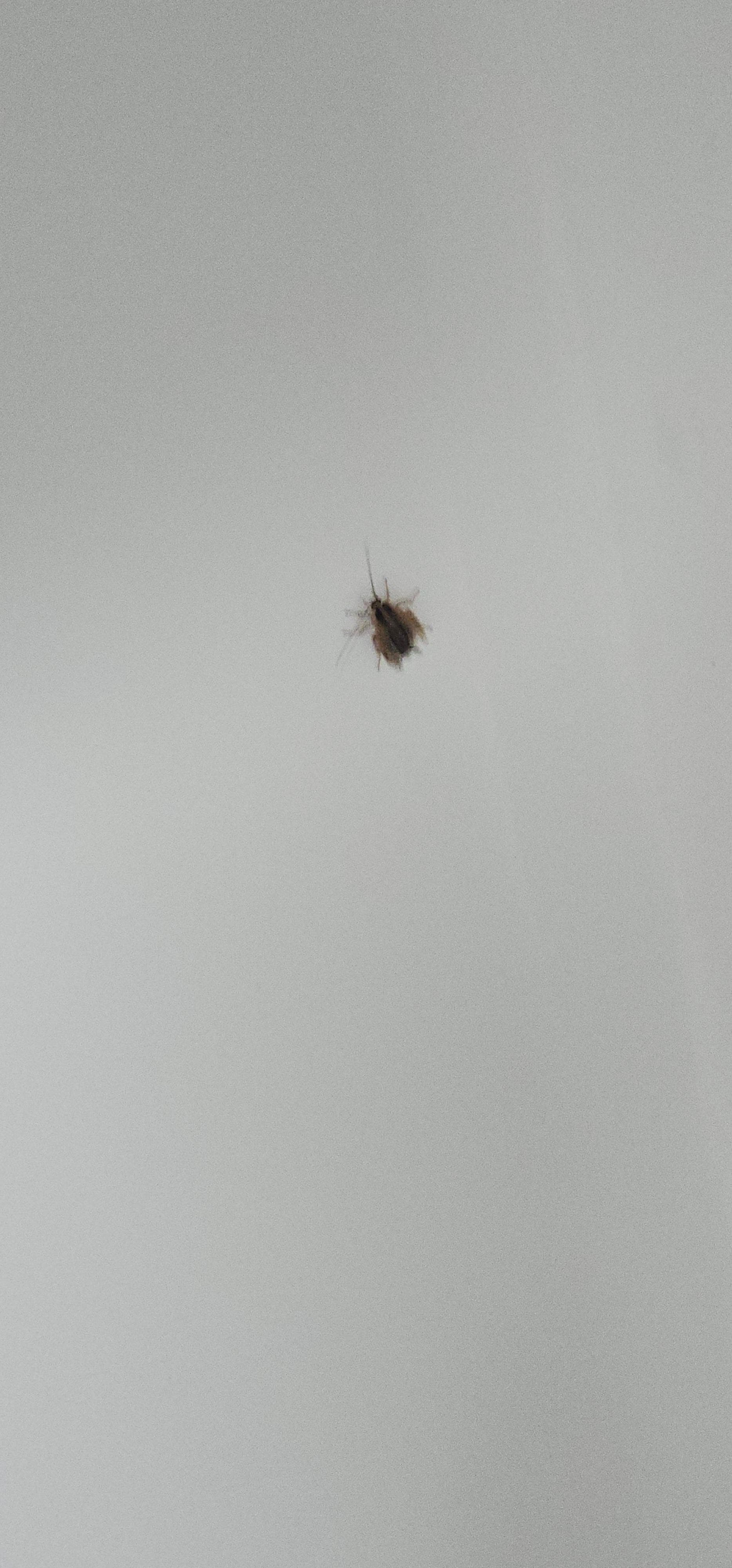 This was the roach on the tub.