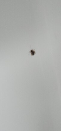 This was the roach on the tub.