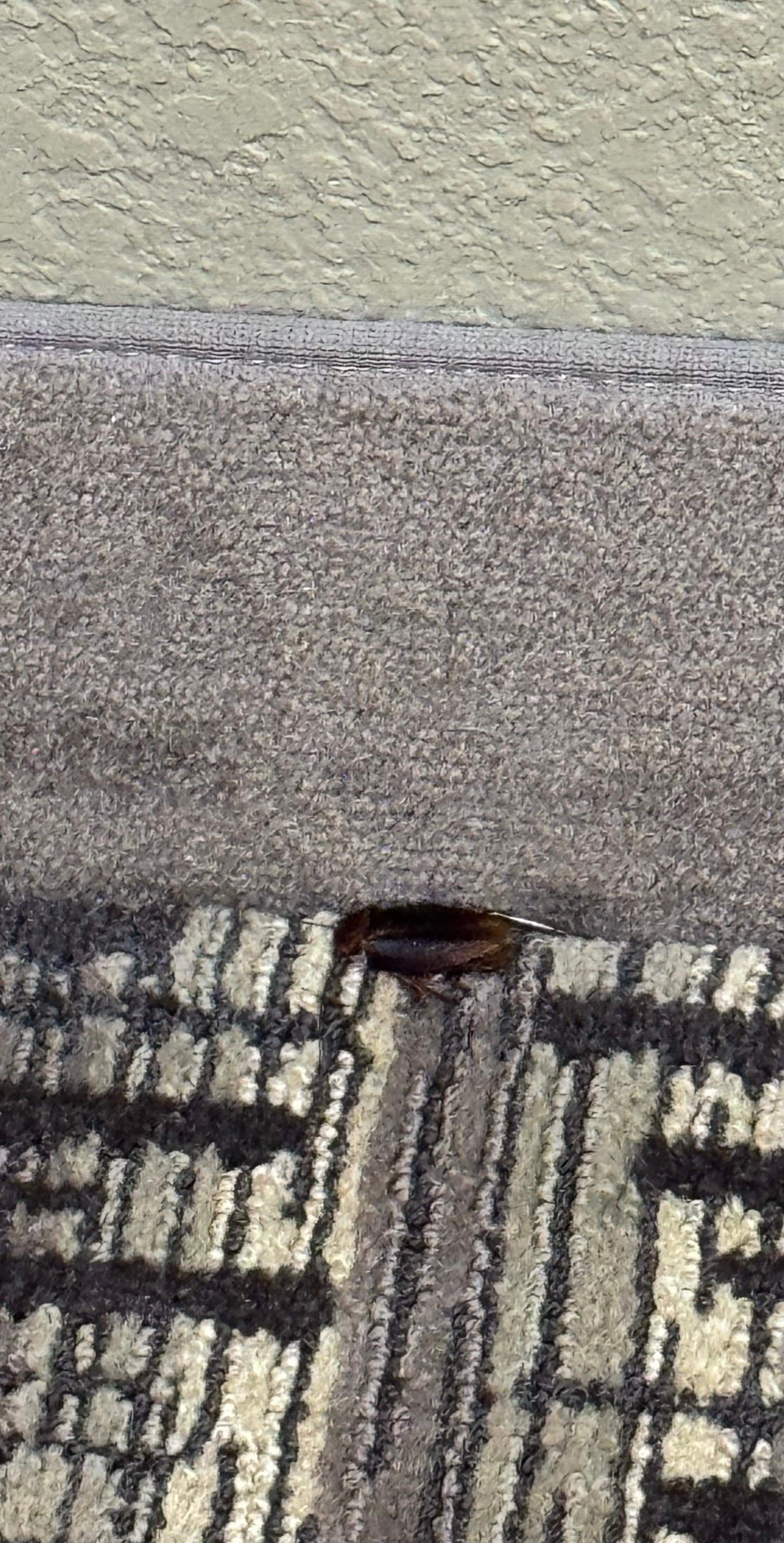 Dead cockroach in hallway