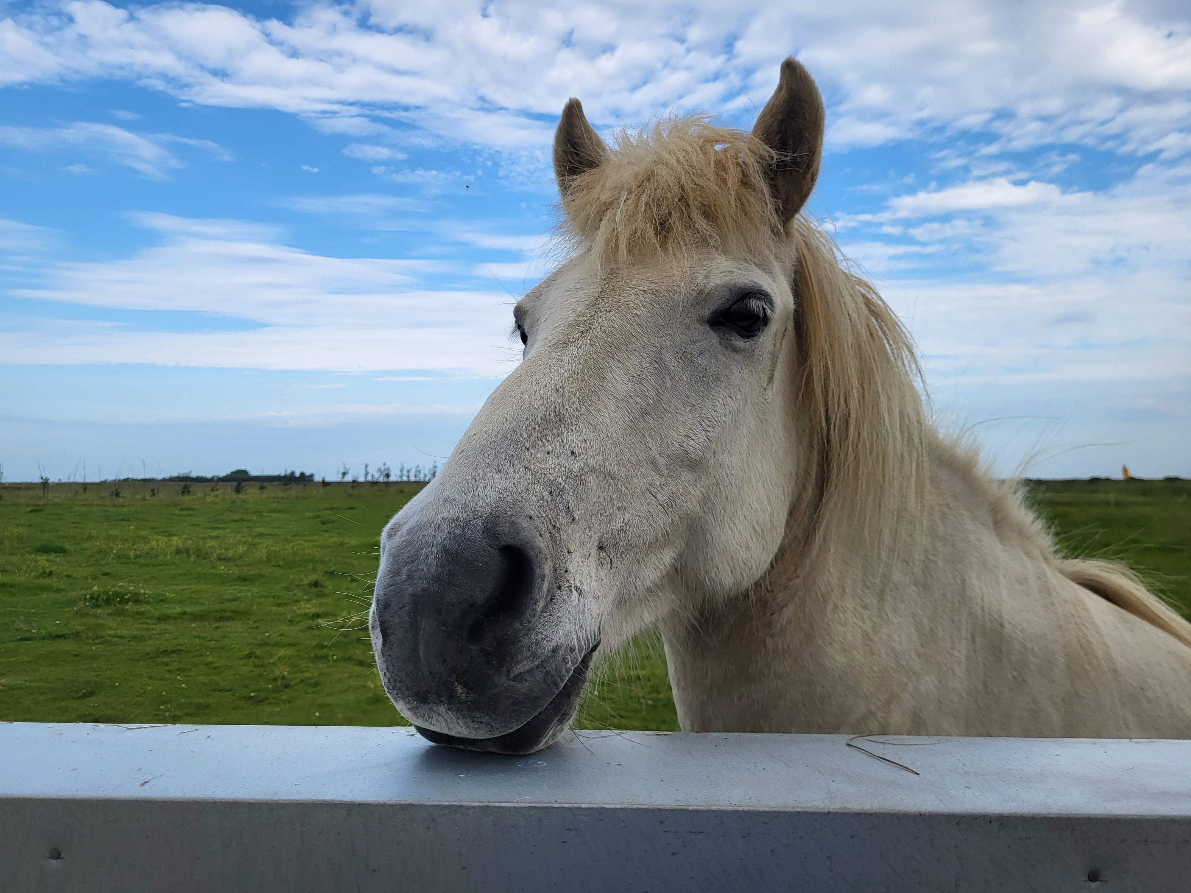 Horses came to say Hi to us.