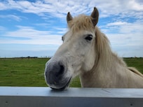 Horses came to say Hi to us.