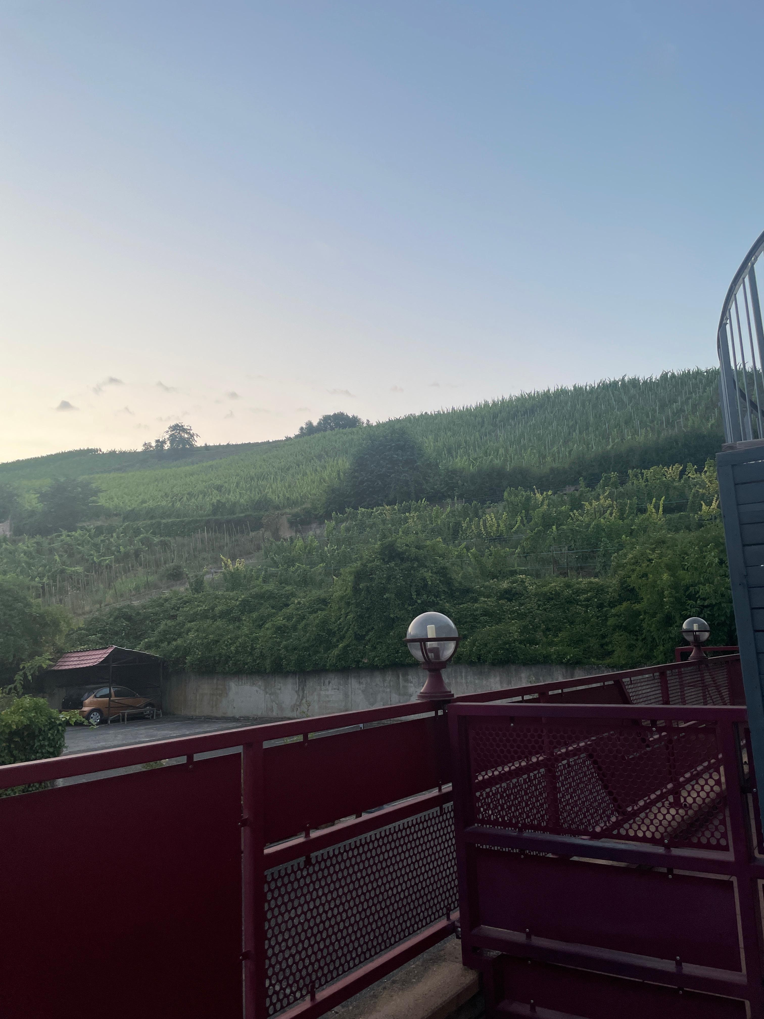 view from balcony up to vines
