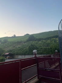 view from balcony up to vines