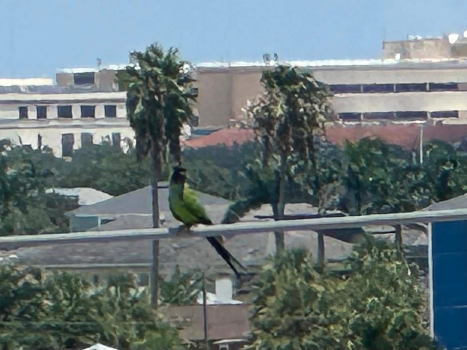 Parrots in the neighborhood 