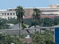 Parrots in the neighborhood