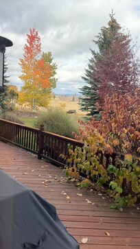 Beautiful backyard