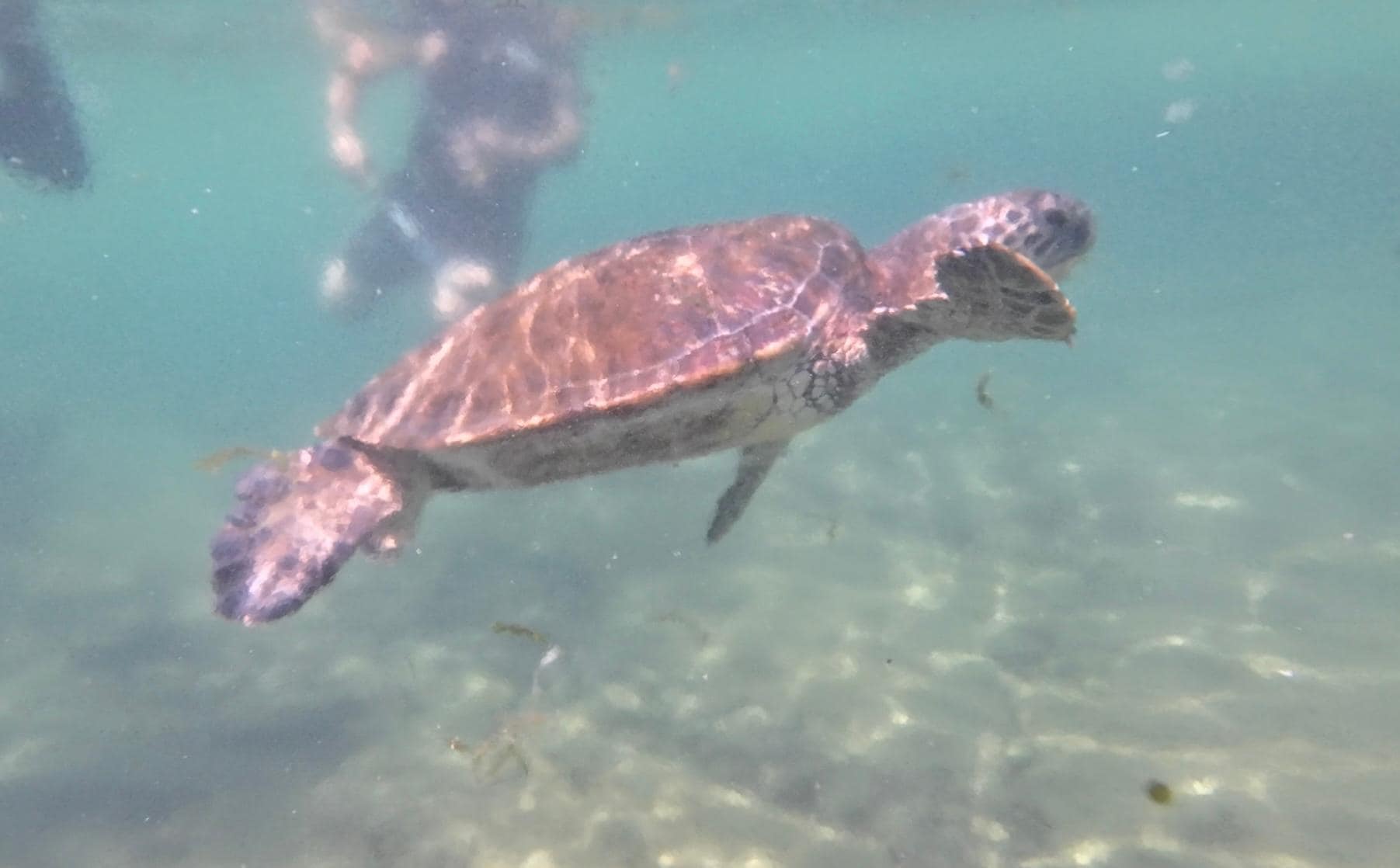 Swimming with sea turtle at Hilton saltwater lagoon-sand beach on south side open to public or rental cabana from Hilton.  Lagoon water isn’t dirty, but water has some vegetation floating near falls and shimmer. Variety of tropical fishes seen.
