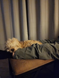 Pet friendly and relaxing for the four legged too.