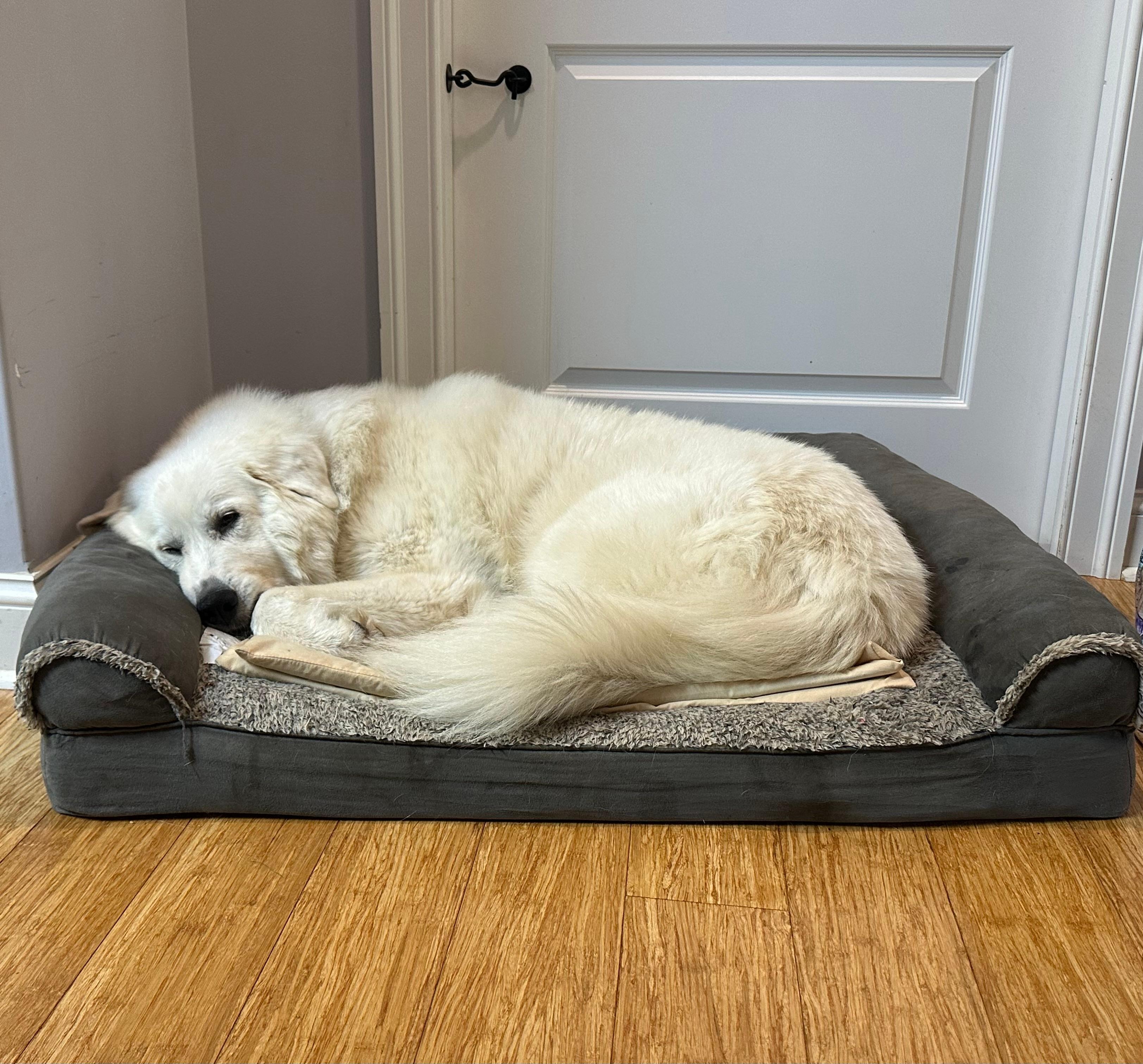 Lovie was very comfortable there too