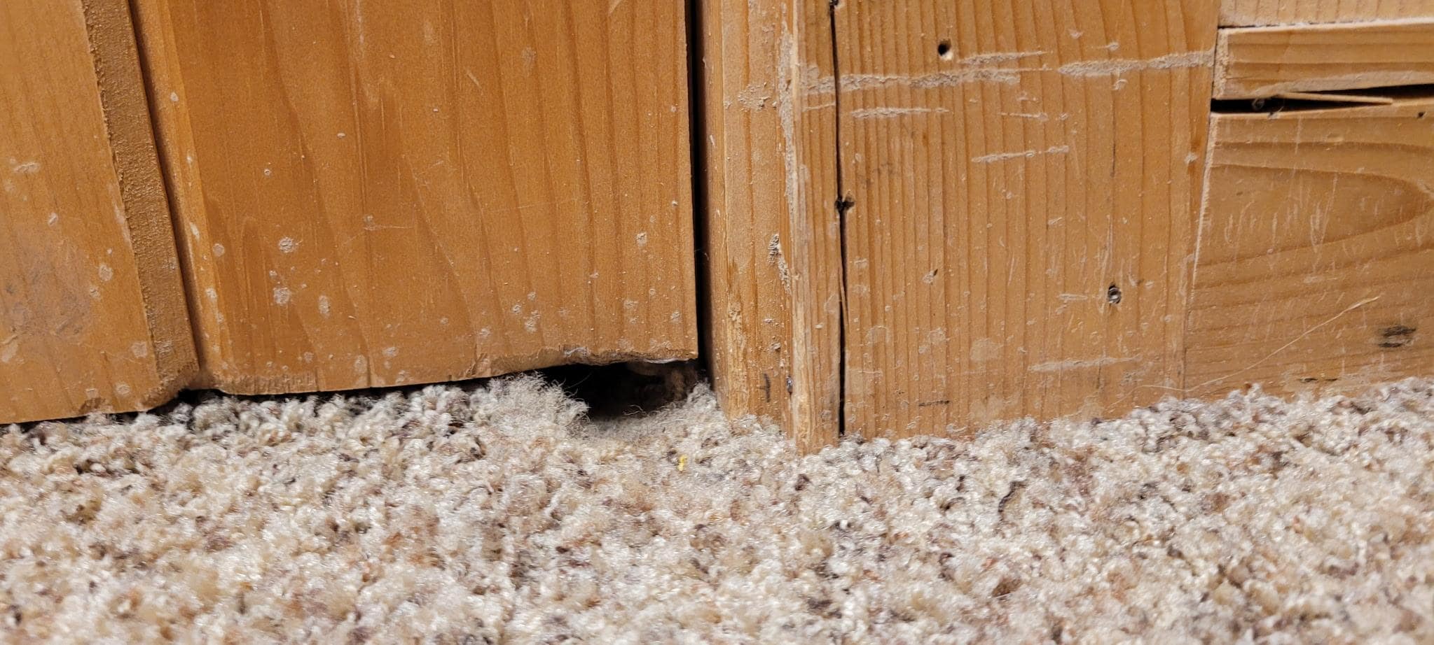 Mouse chewed carpet to make hole under door