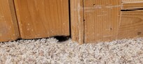 Mouse chewed carpet to make hole under door