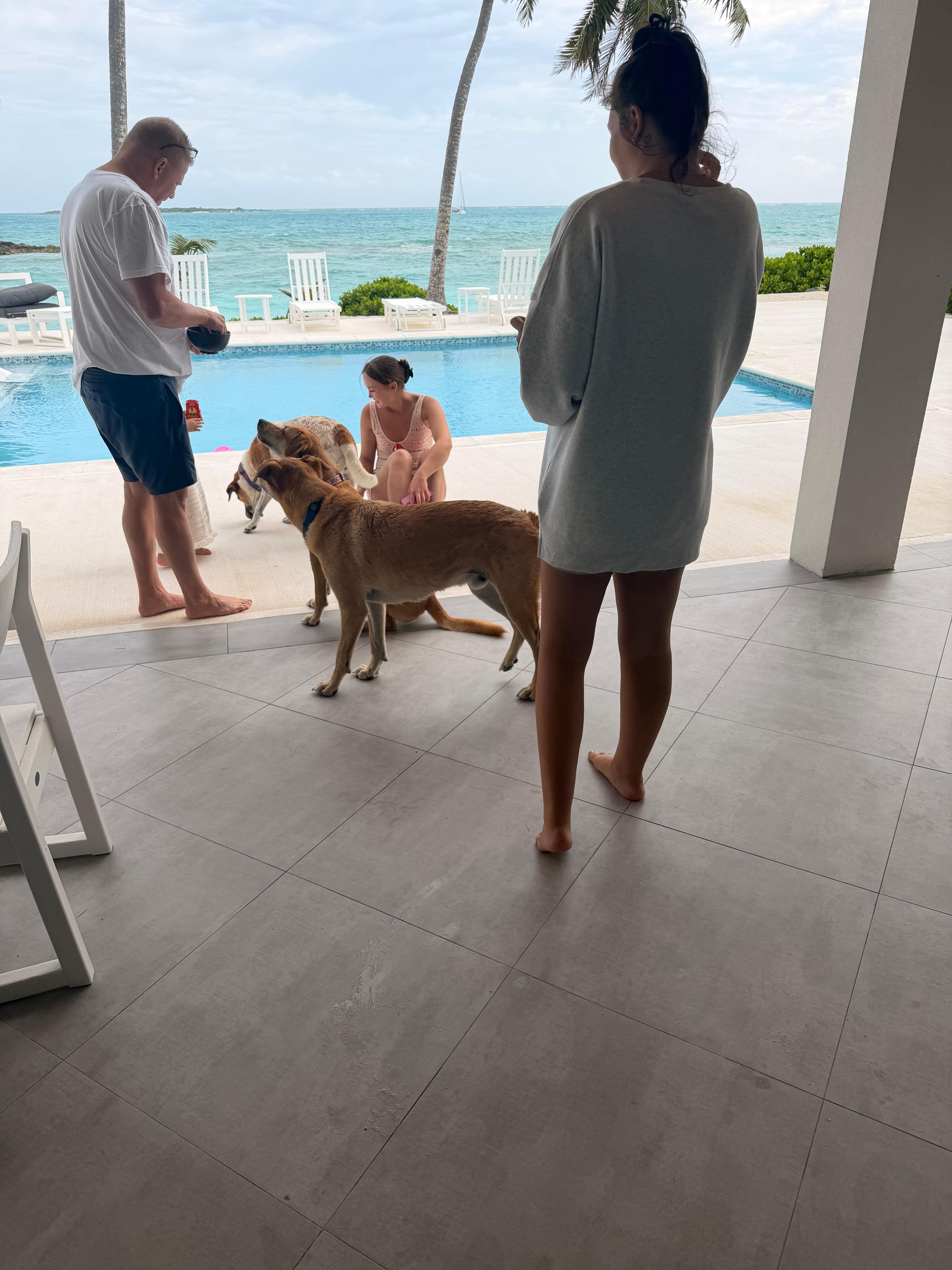 Mango, Pompeii and mama would visit us everyday❤️  such sweet dogs, just what we needed because we left 4 dogs home🤭