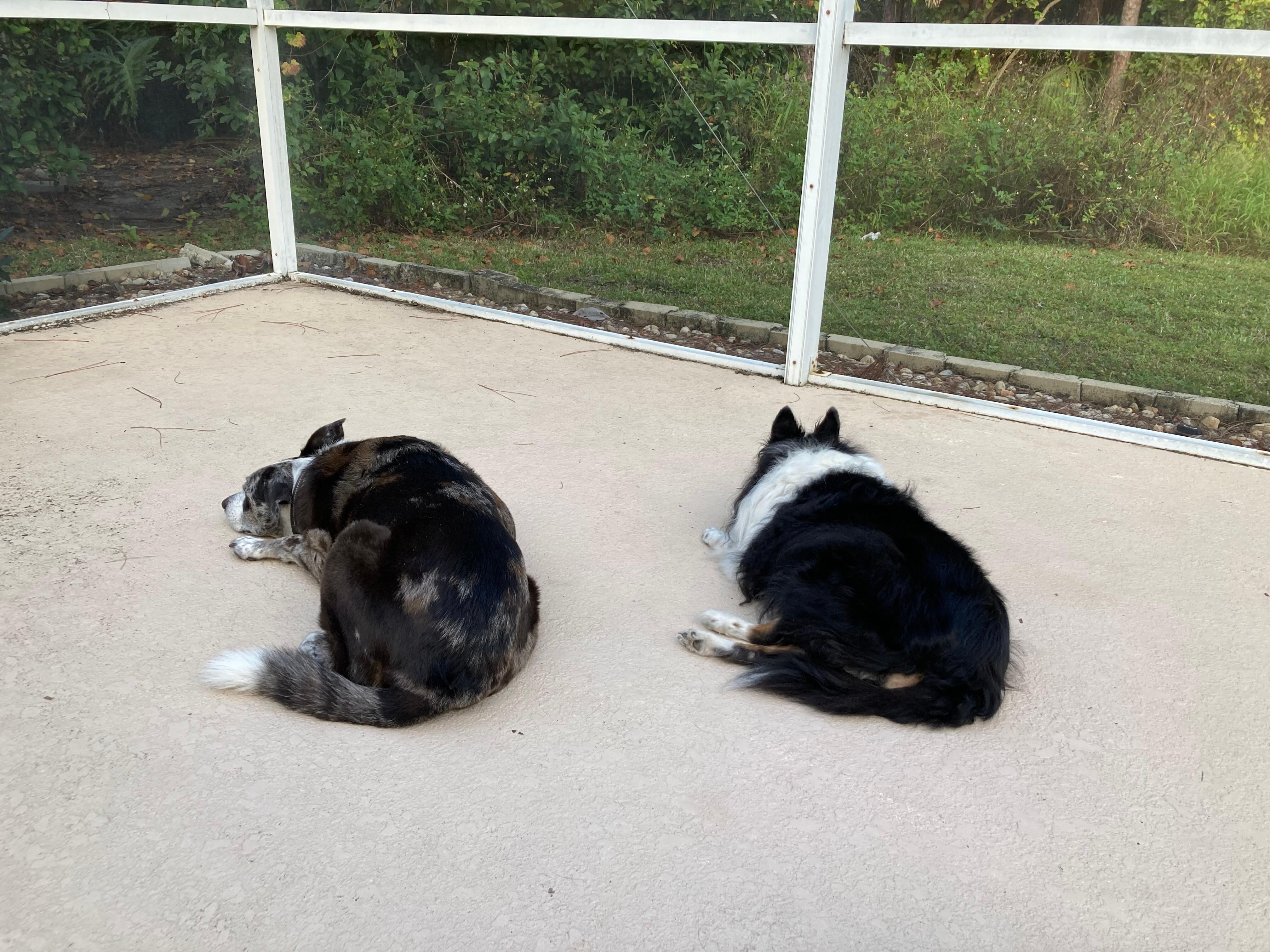 Our babies at the pool they loved their feedom