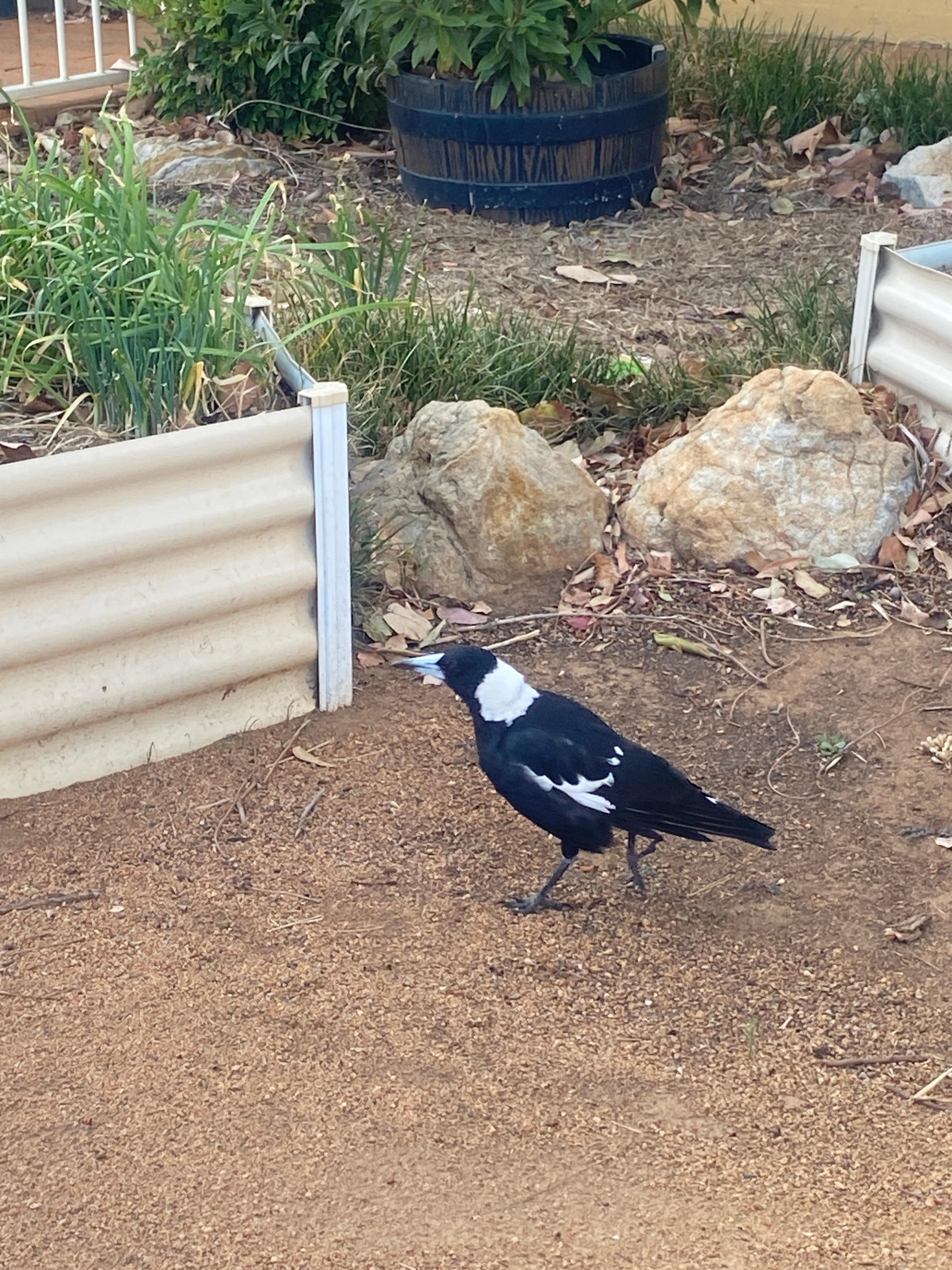 Maggie in the herb gardens
