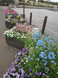 Flower beds outside the apartment.