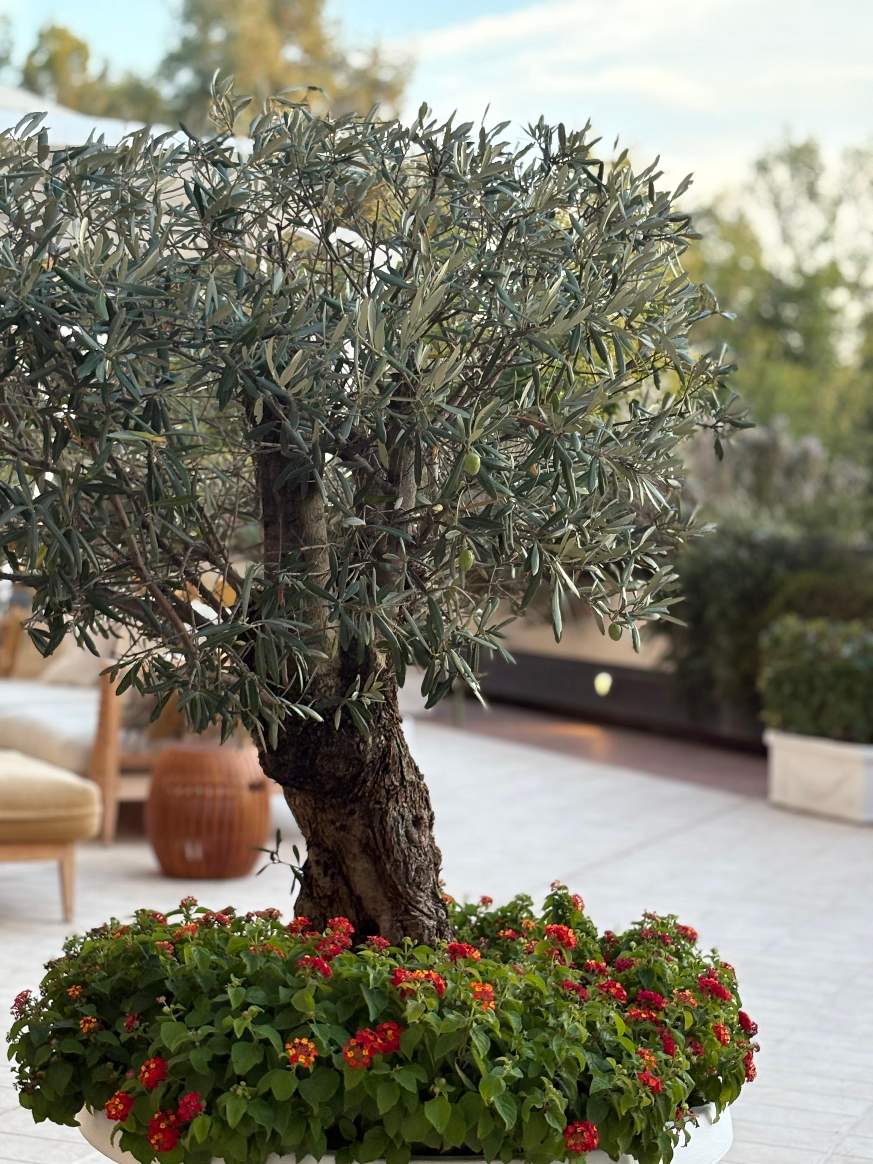 The beautiful terrace 