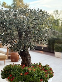 The beautiful terrace