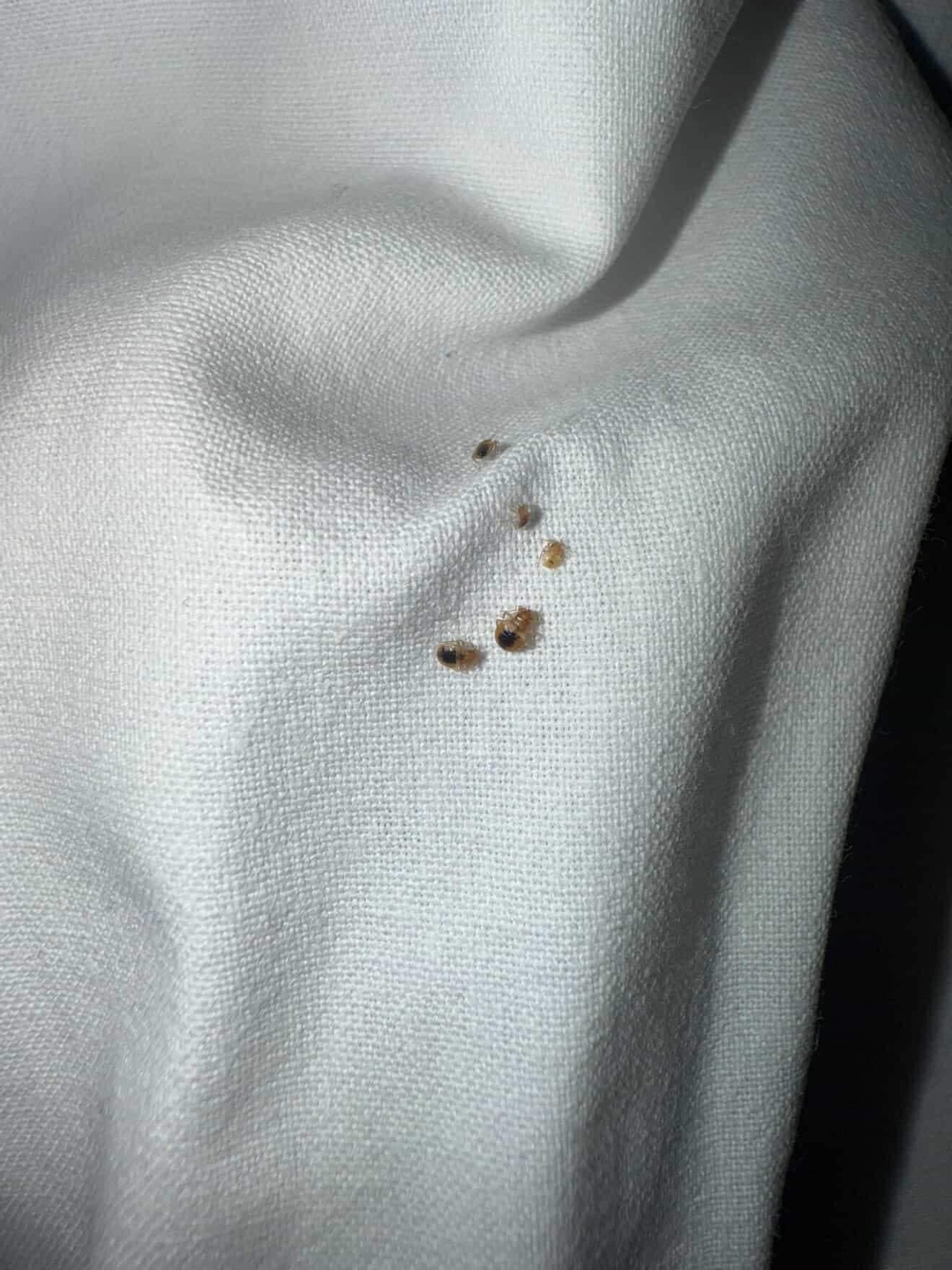 Bed Bugs Under the sheets 