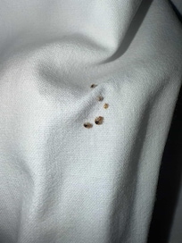 Bed Bugs Under the sheets