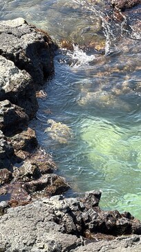 View from room seeing a sea turtle