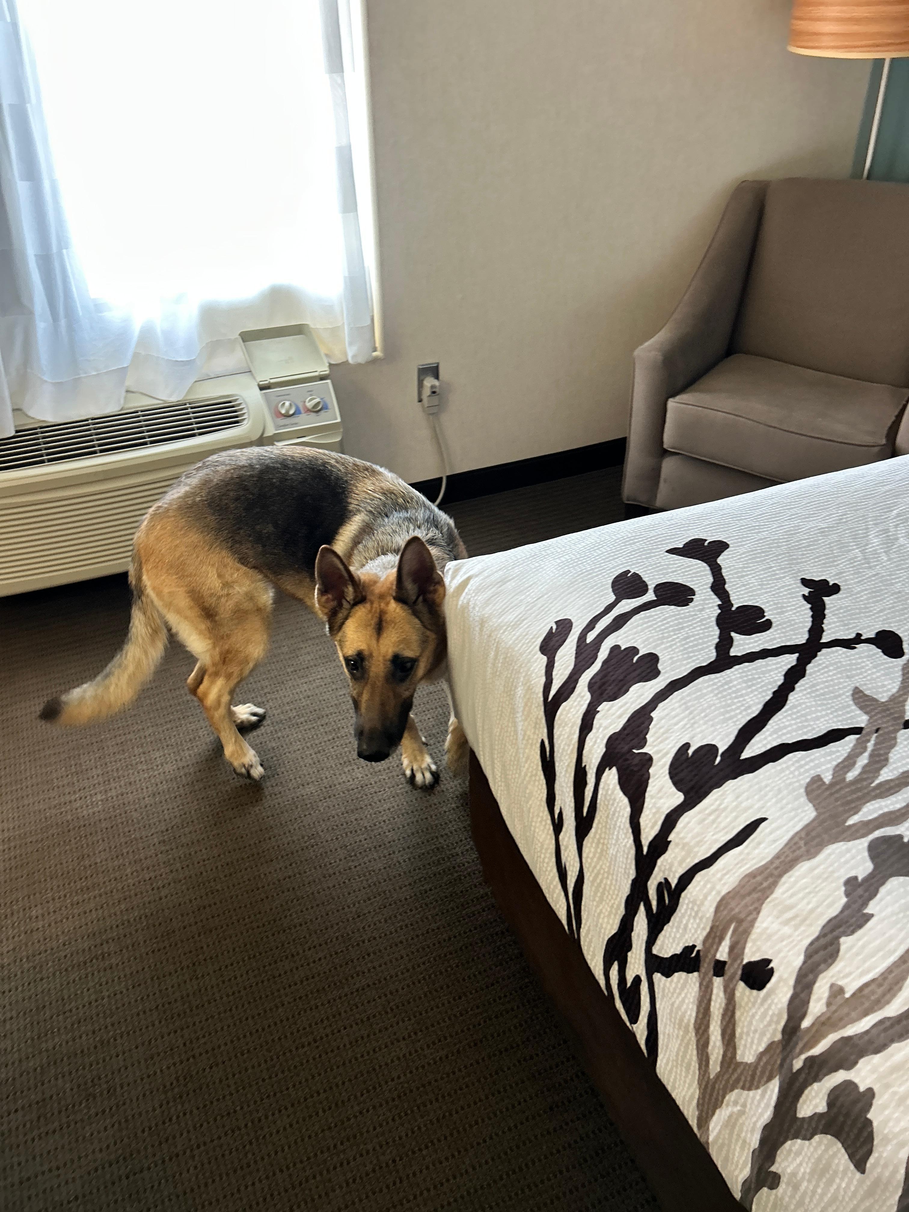 Pet friendly yet surprisingly clean!
