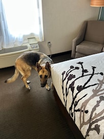 Pet friendly yet surprisingly clean!