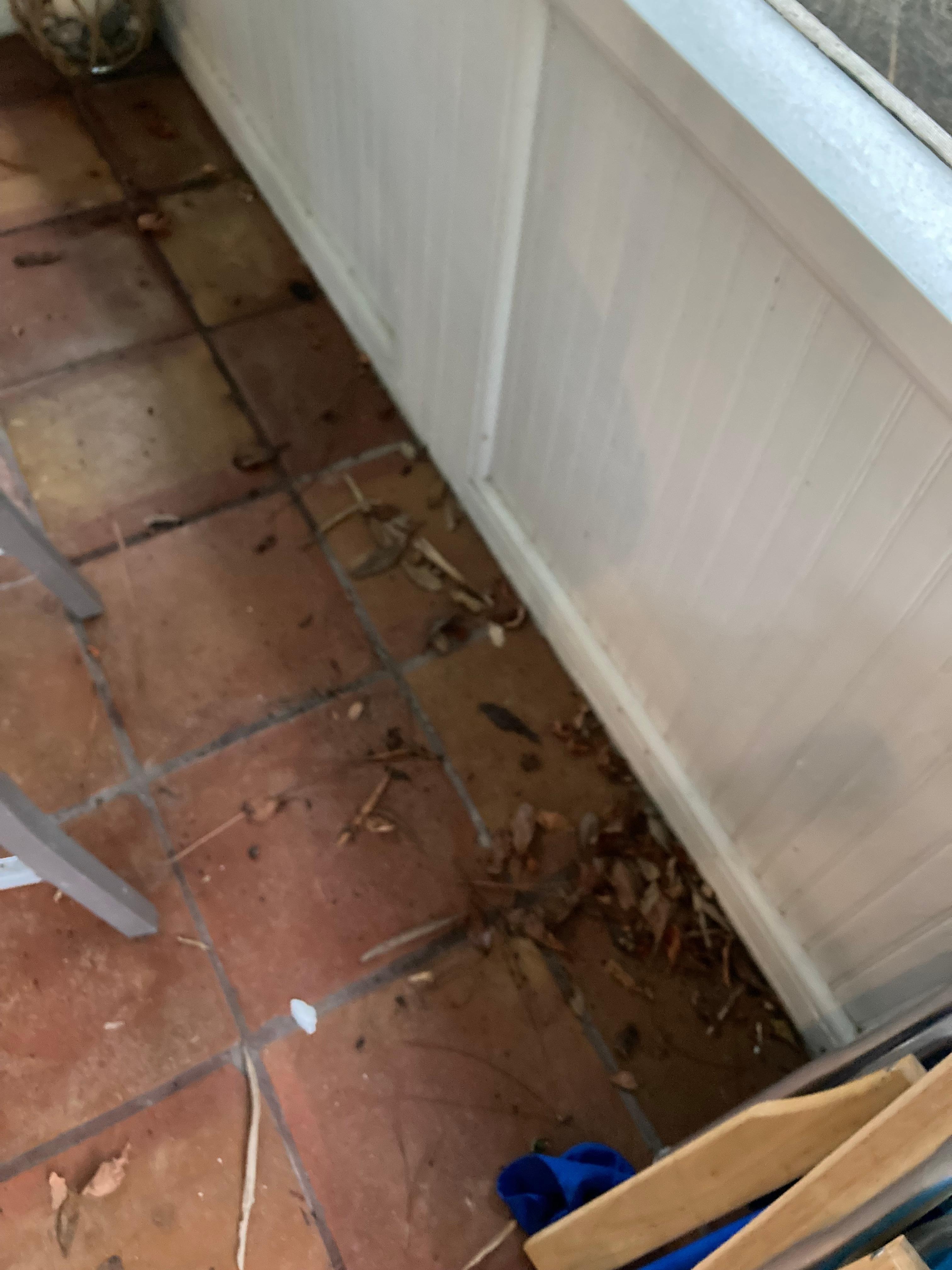 Had to go buy broom to clean porch and kitchen floors. Also fixed vacuum and cleaned rugs. 