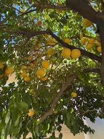 Beautiful fruit tree