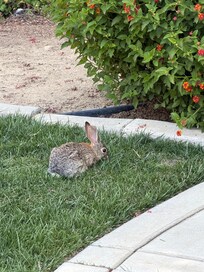 This little rabbit wasn’t the least bit concerned about my presence.