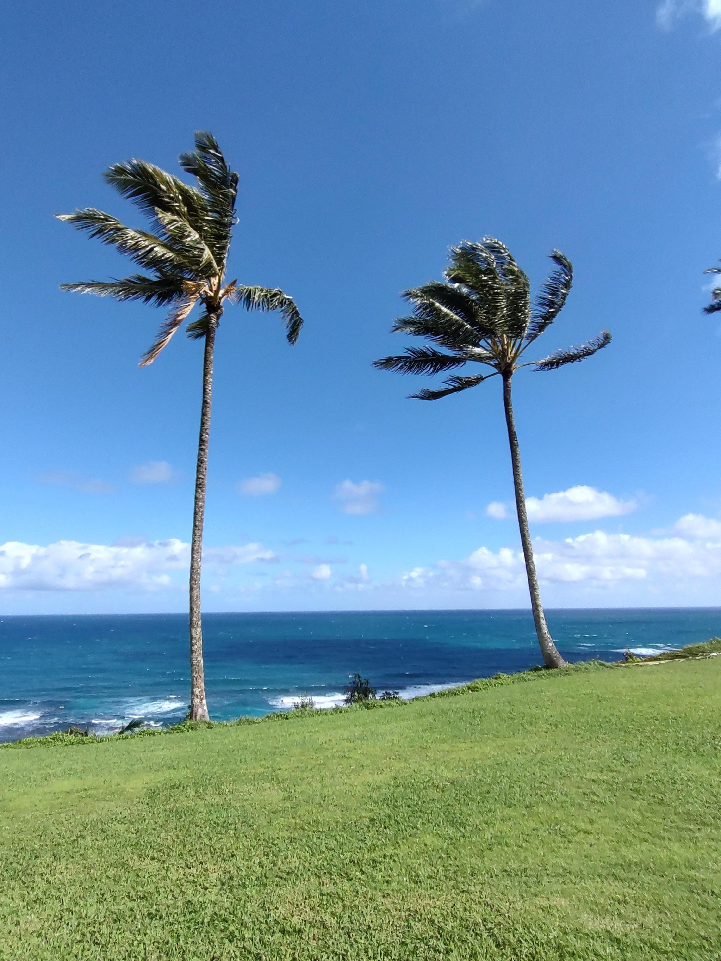 View from the back porch.
