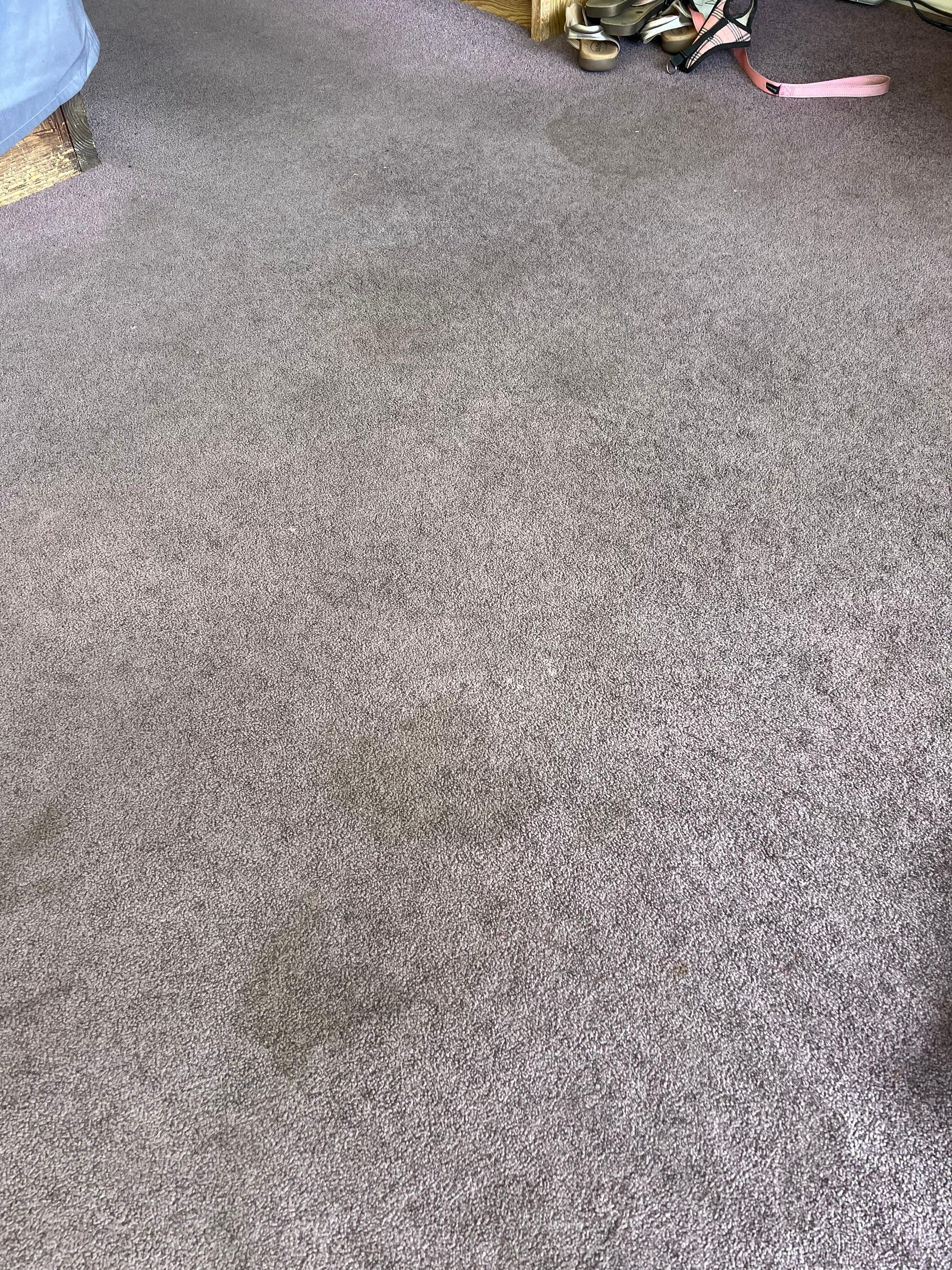 Terrible stains all over the carpet. This was just a quick glance.
