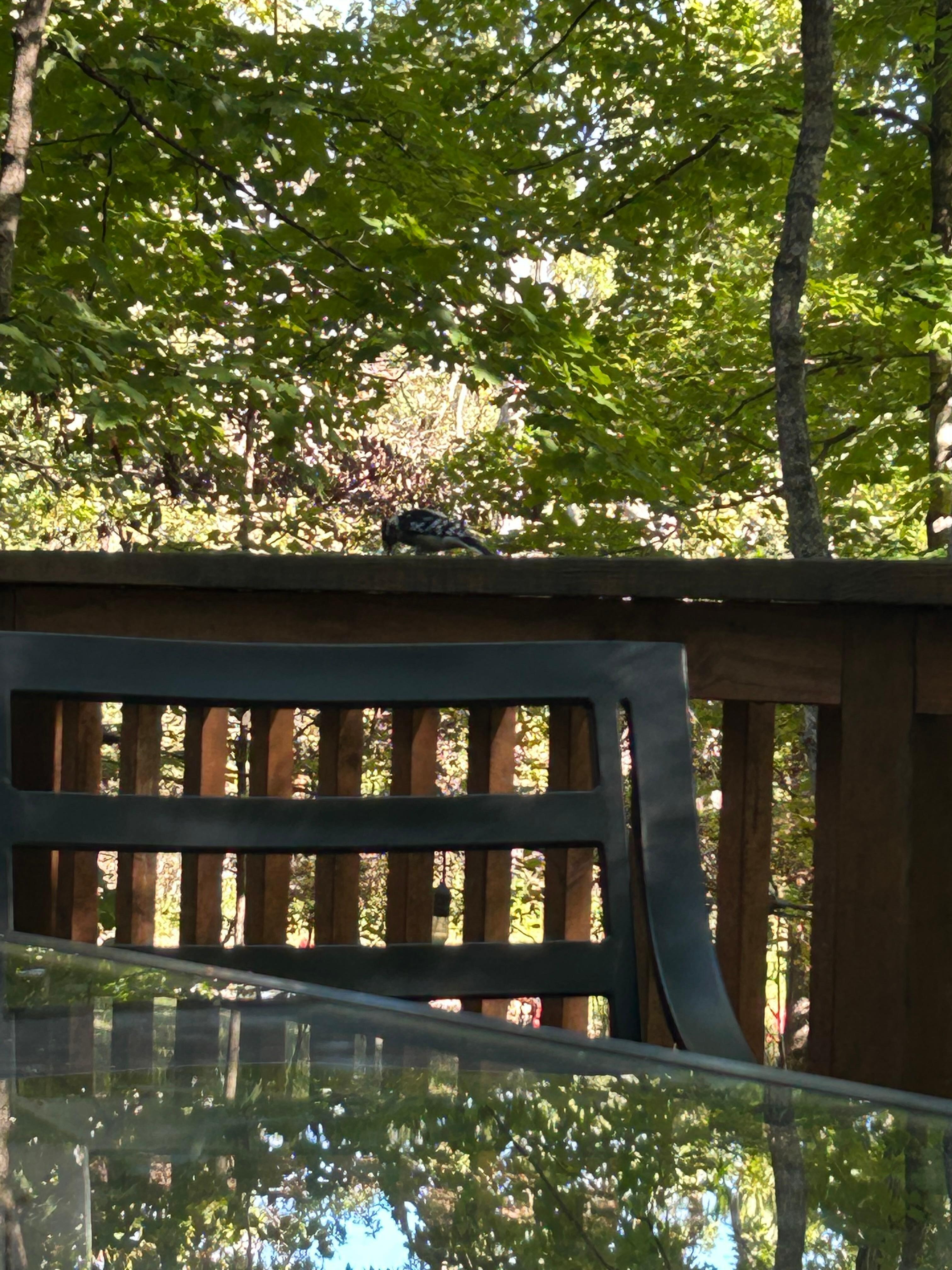 A woodpecker on the deck