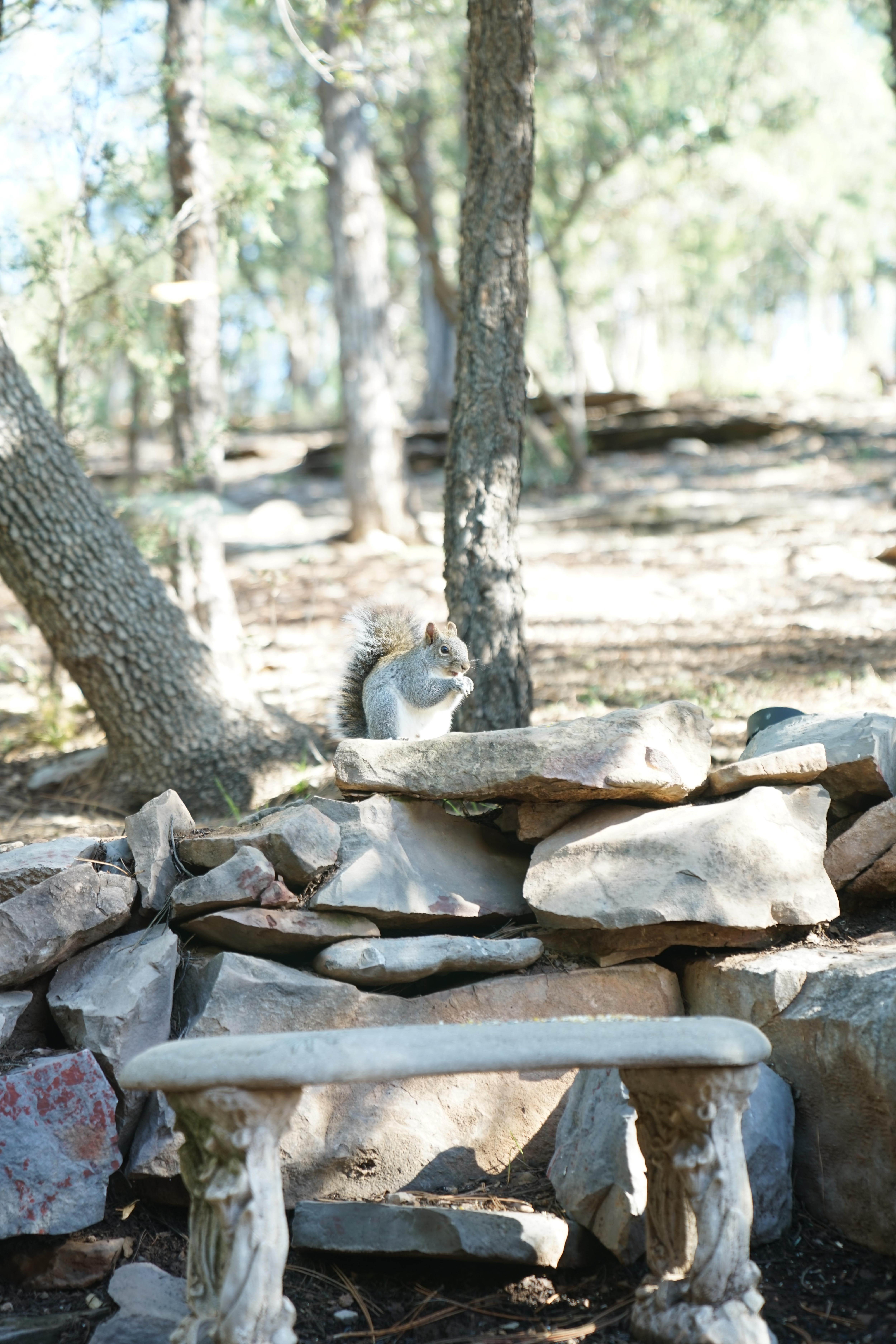 Our little squirrel friend. 