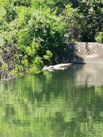 Good Mornin' Turtles