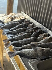 Fishing catch