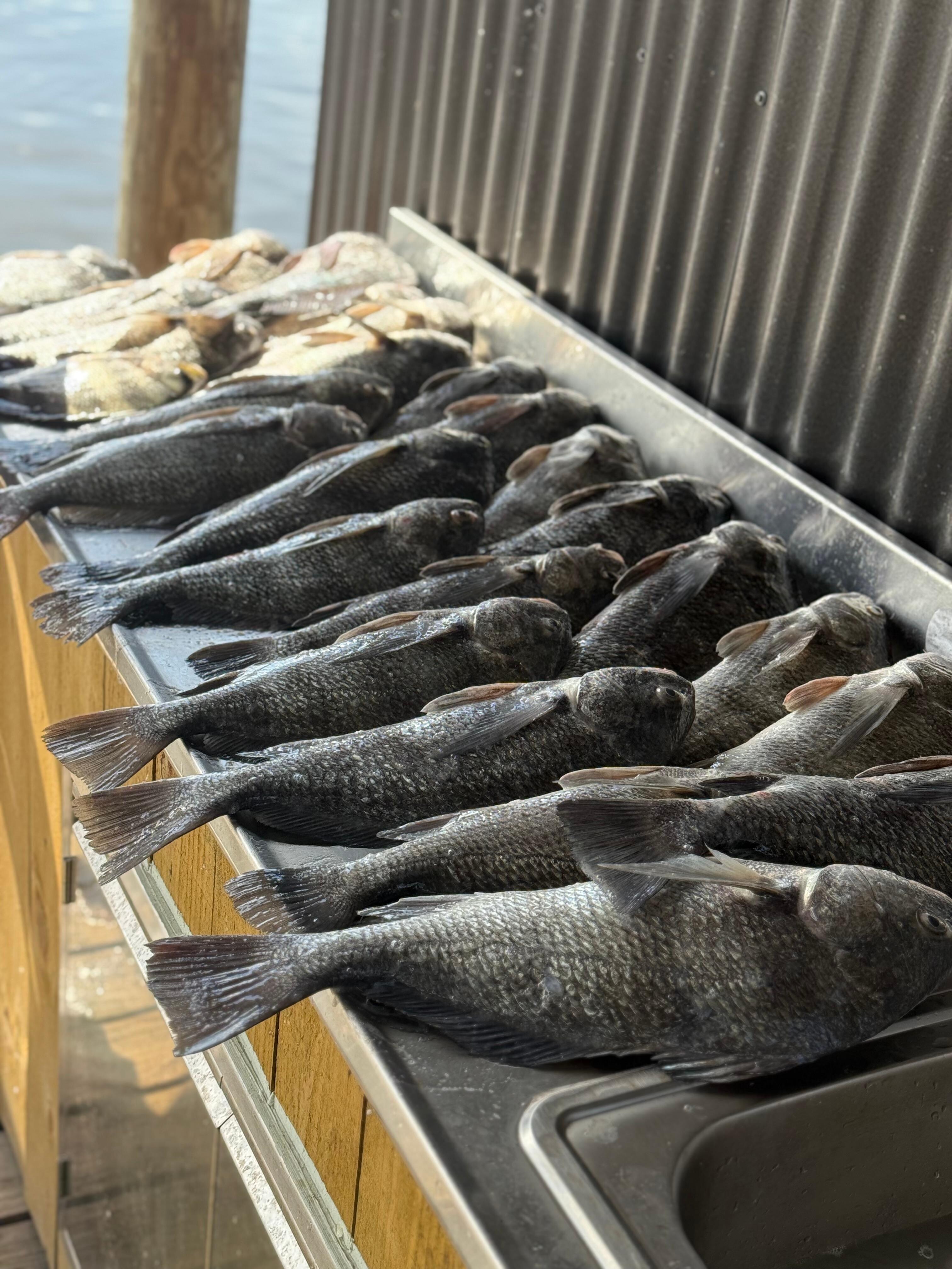 Fishing catch