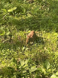 adorable visitor in the yard this morning.