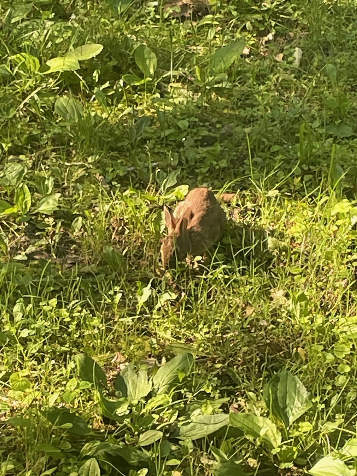 adorable visitor in the yard this morning. 