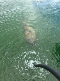 Manatees do love
the fresh water