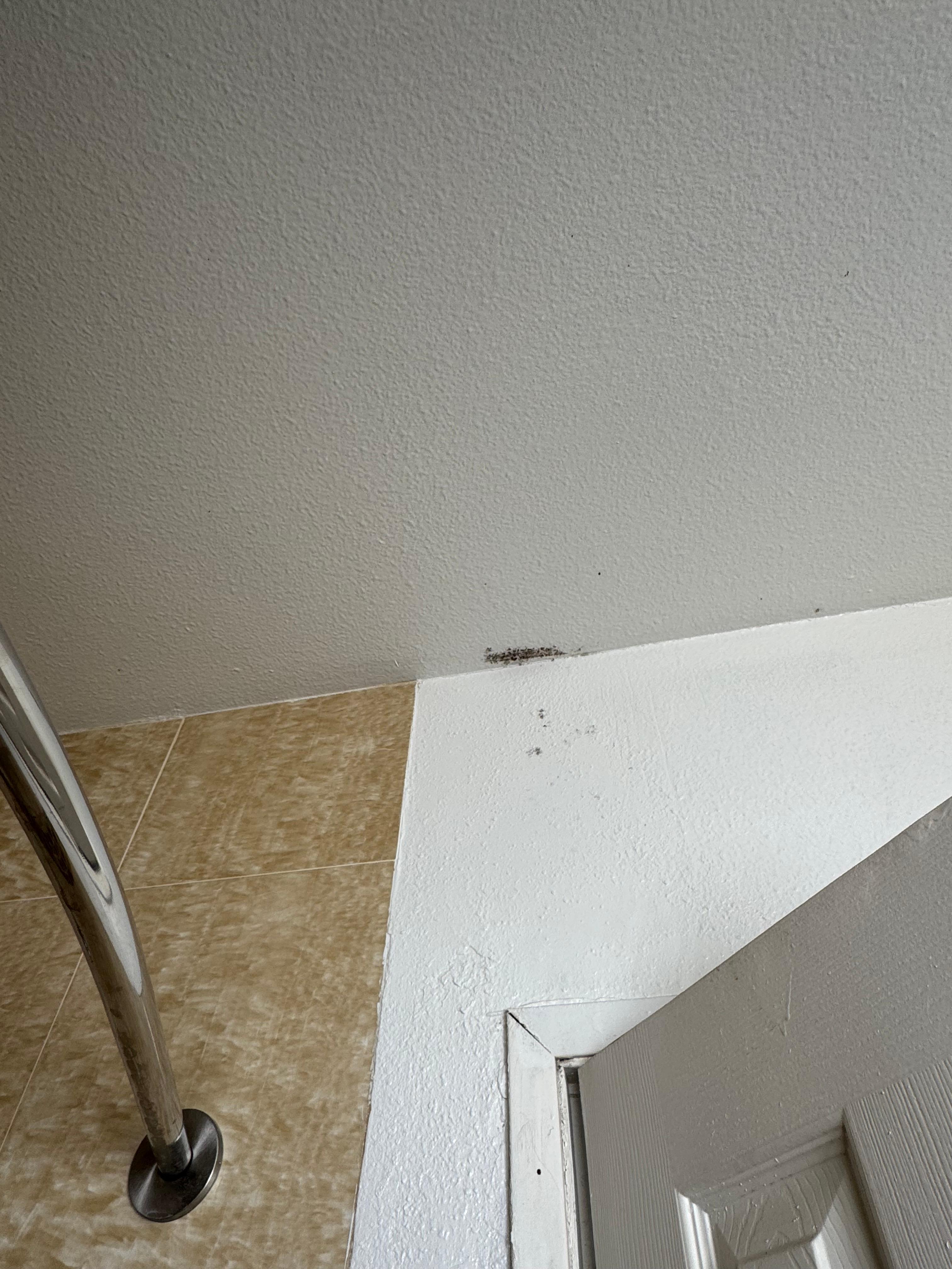 Mold on the ceiling