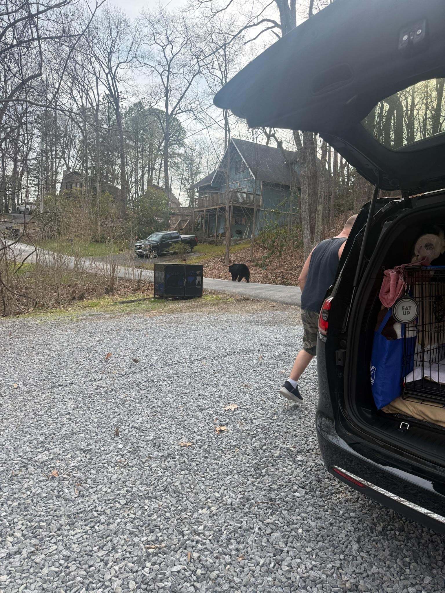 The bear is on the road. 