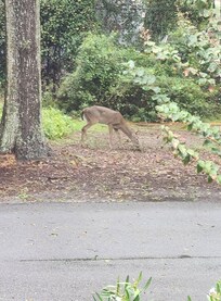 A deer came to visit