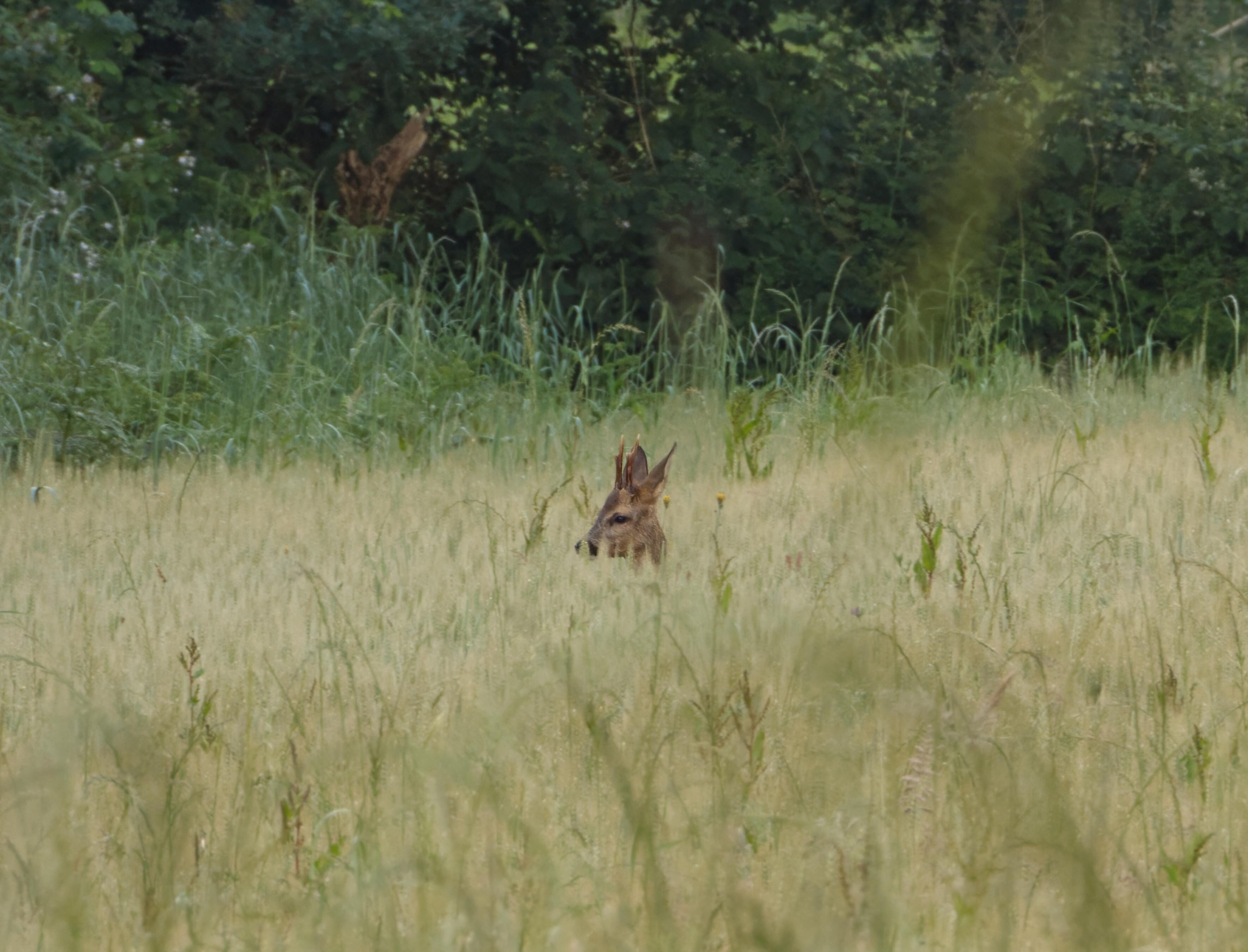 Deer in field near gîte 