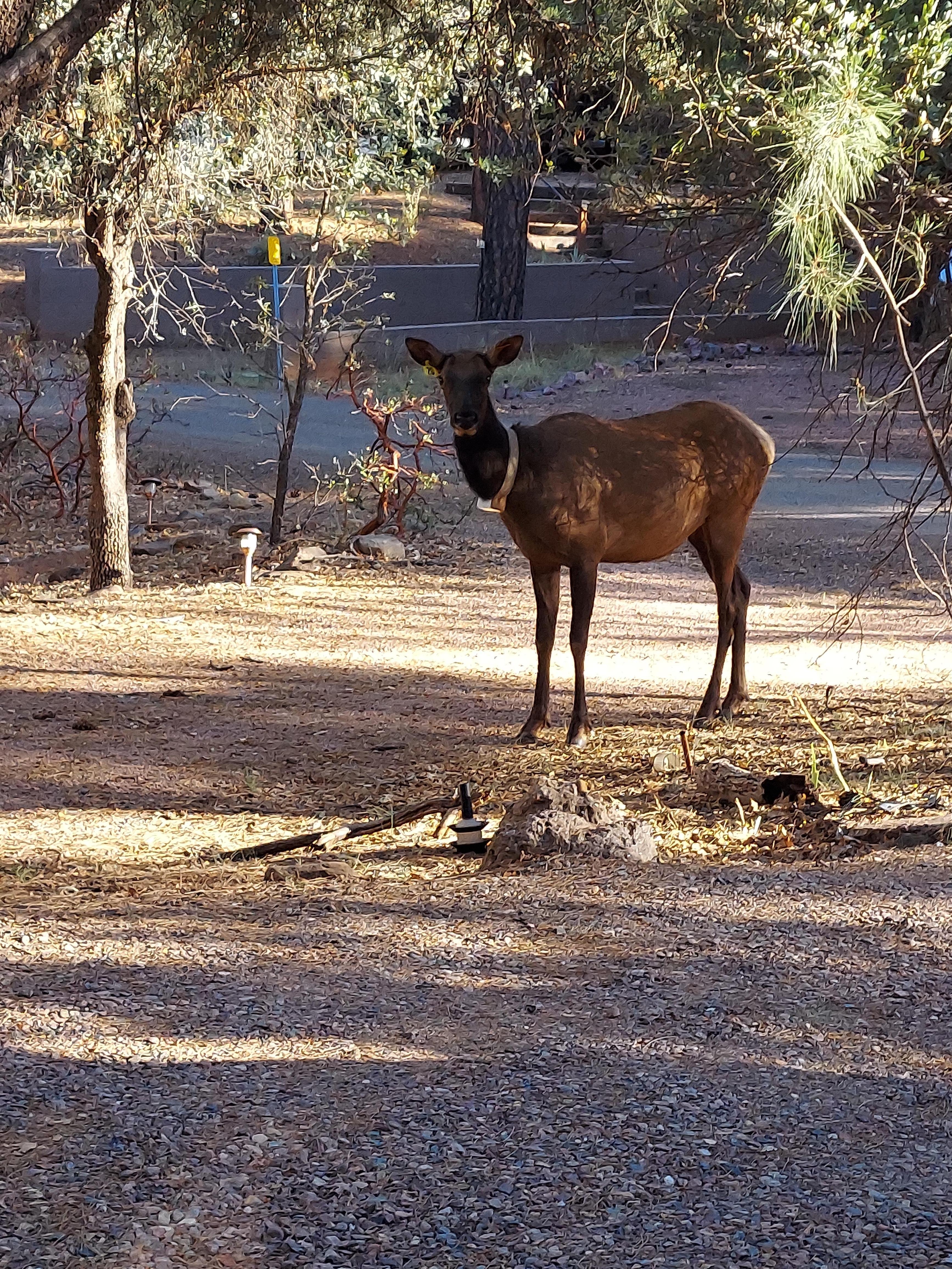 Elk in the front yard, that made our trip complete !!!!