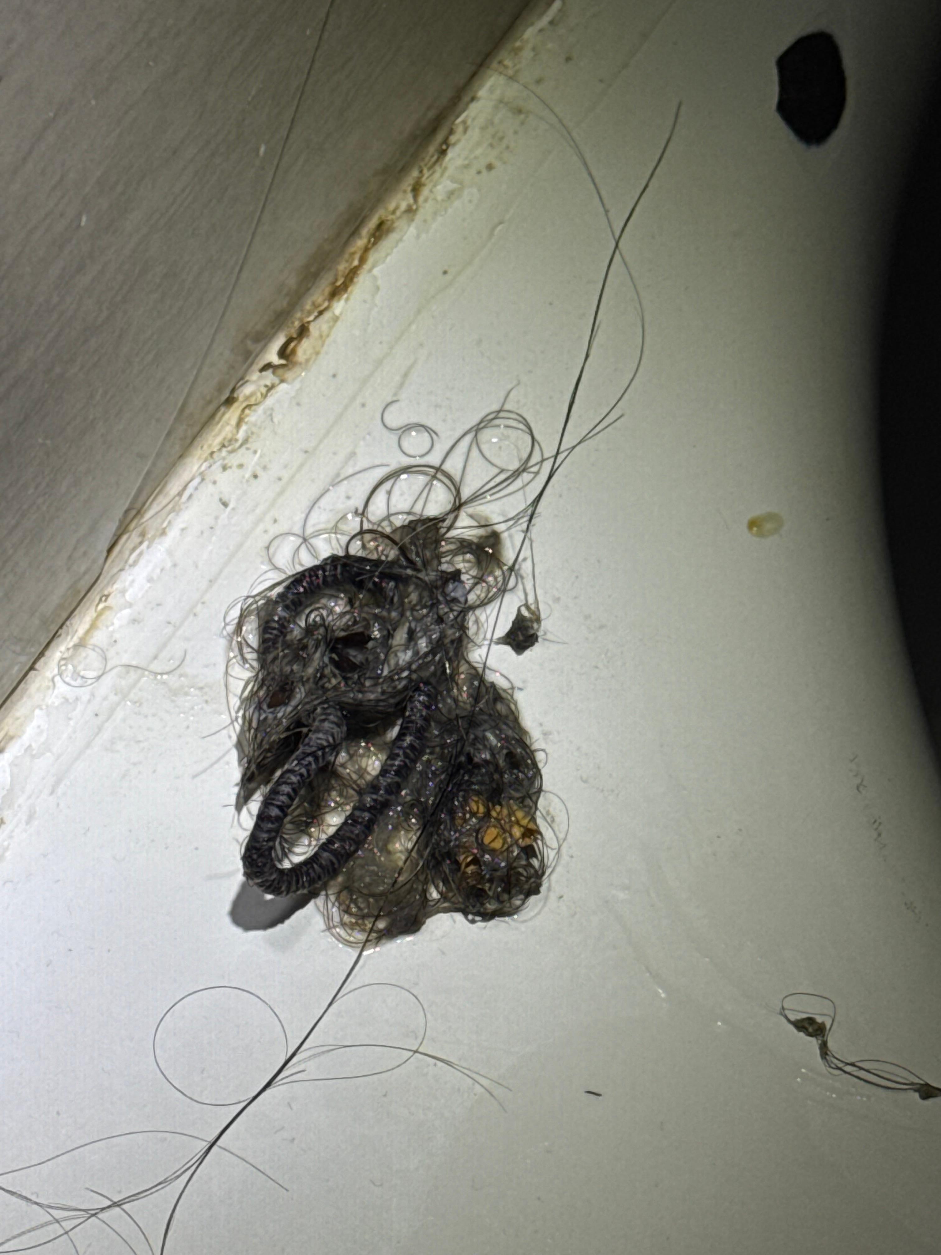 The shower drain in every room, because it’s always neglected when they “clean”.